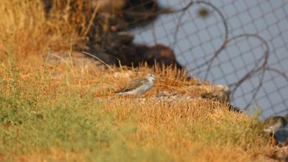 Common Greenshank