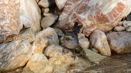 Karaboğazlı ötleğen
