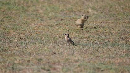 Isabelline Wheatear