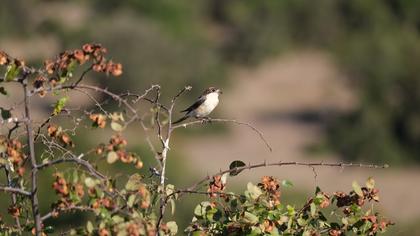 Kızılbaşlı örümcekkuşu