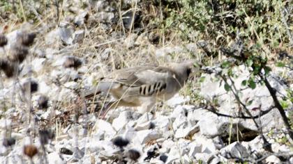 Chukar Partridge