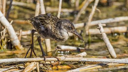 Water Rail