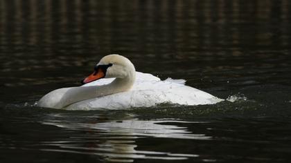 Mute Swan