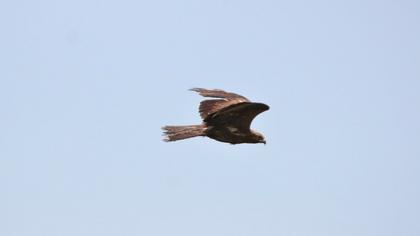 Black Kite
