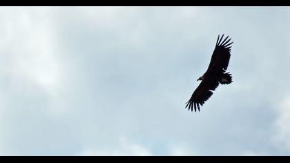 Cinereous Vulture