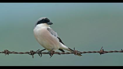 Lesser Grey Shrike