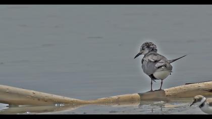 Black Tern