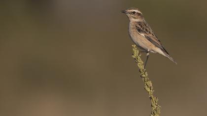Whinchat