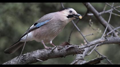 Eurasian Jay