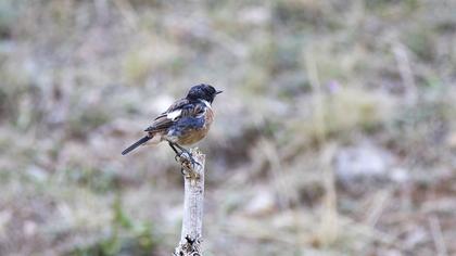 European Stonechat