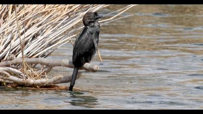 Pygmy Cormorant