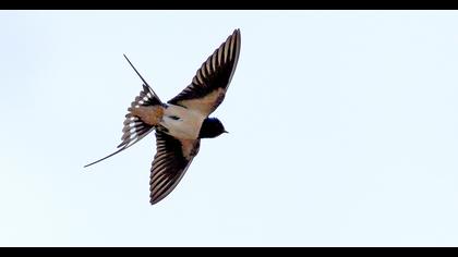 Barn Swallow