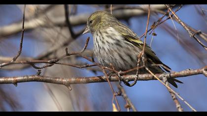 Eurasian Siskin