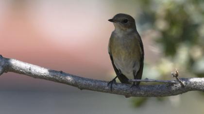 Red-breasted Flycatcher