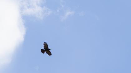 Sarıgagalı dağ kargası