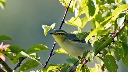 Wood Warbler