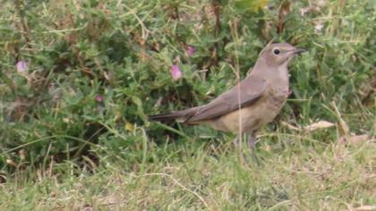 White-throated Robin