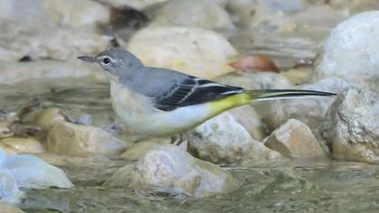 Grey Wagtail