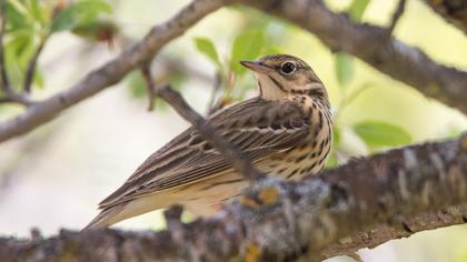 Tree Pipit