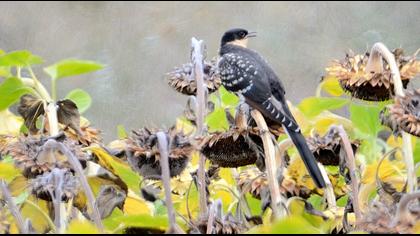 Great Spotted Cuckoo