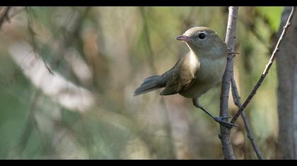 Garden Warbler