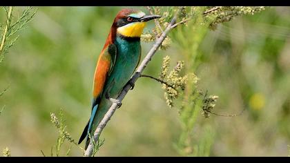 European Bee-eater
