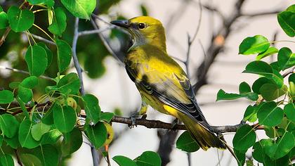 Eurasian Golden Oriole