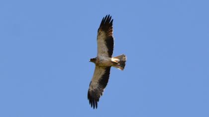 Booted Eagle