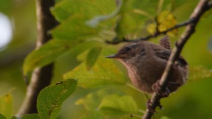 Eurasian Wren
