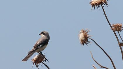 Karaalınlı örümcekkuşu
