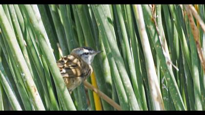 Moustached Warbler