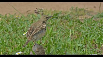 Tawny Pipit