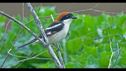 Woodchat Shrike