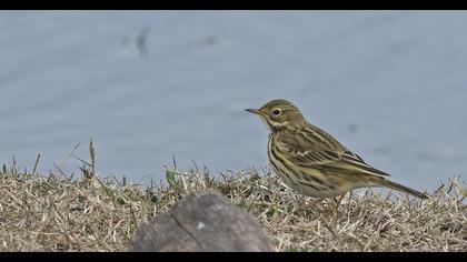 Meadow Pipit