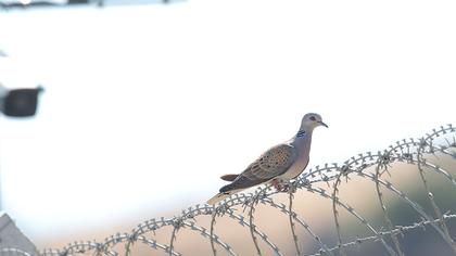 European Turtle Dove