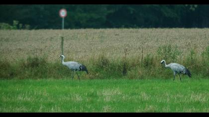 Common Crane