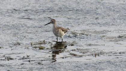 Orman düdükçünü