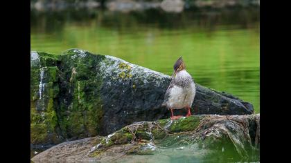 Red-breasted Merganser