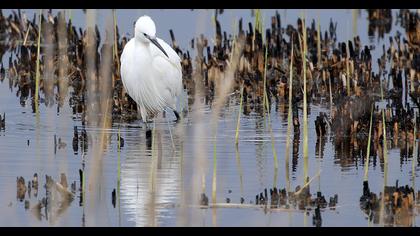 Little Egret