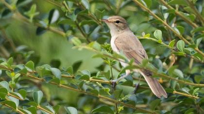 Booted Warbler