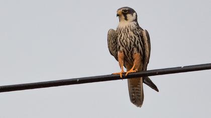 Eurasian Hobby