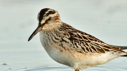 Broad-billed Sandpiper