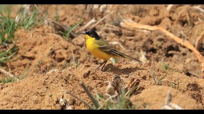Sarı kuyruksallayan