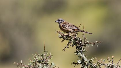 Rock Bunting