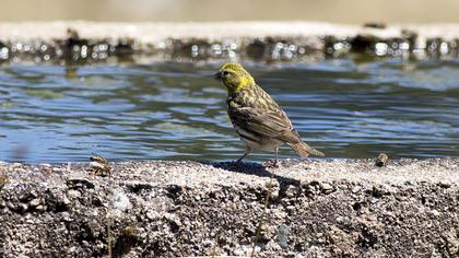 European Serin