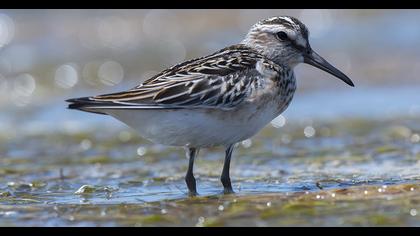 Broad-billed Sandpiper