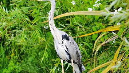 Grey Heron