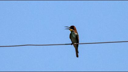 European Bee-eater