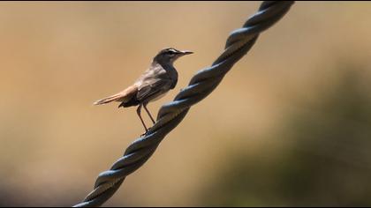 Rufous-tailed Scrub Robin