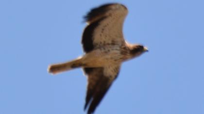 Booted Eagle